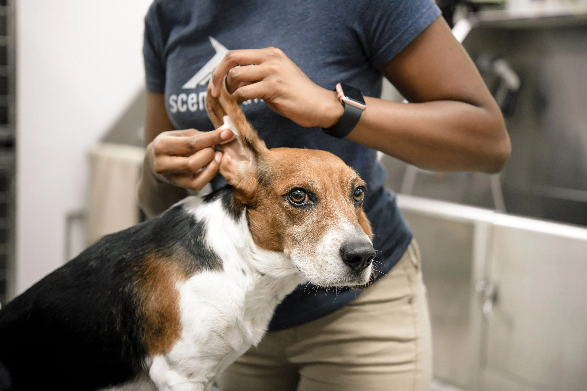 Premium dog Care - Pet Royal Boutique