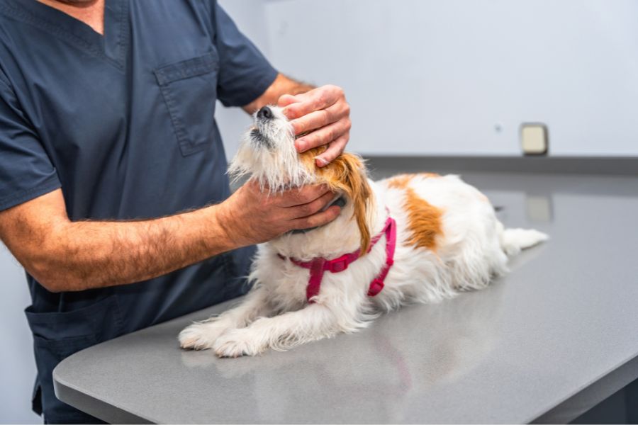 Premium dog Care - Pet Royal Boutique