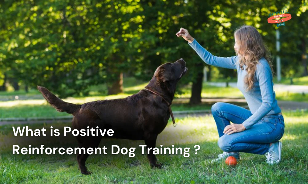 Premium dog Care - Pet Royal Boutique