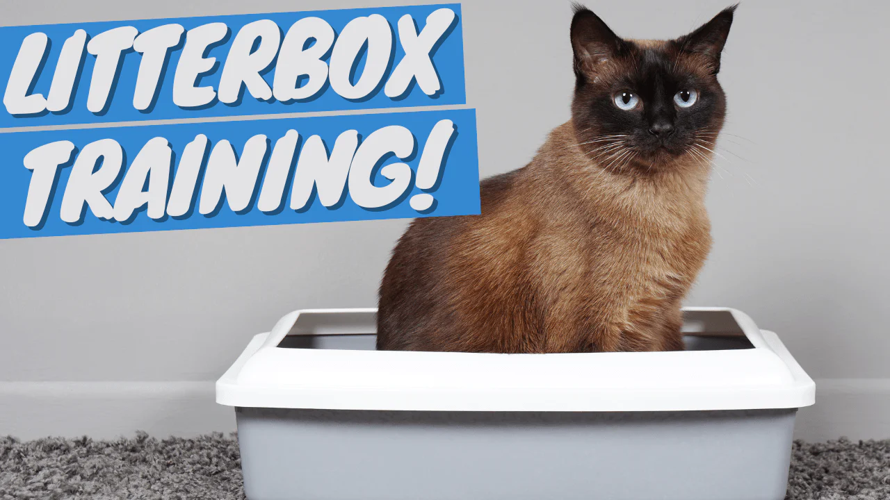 Premium cat Care - Pet Royal Boutique