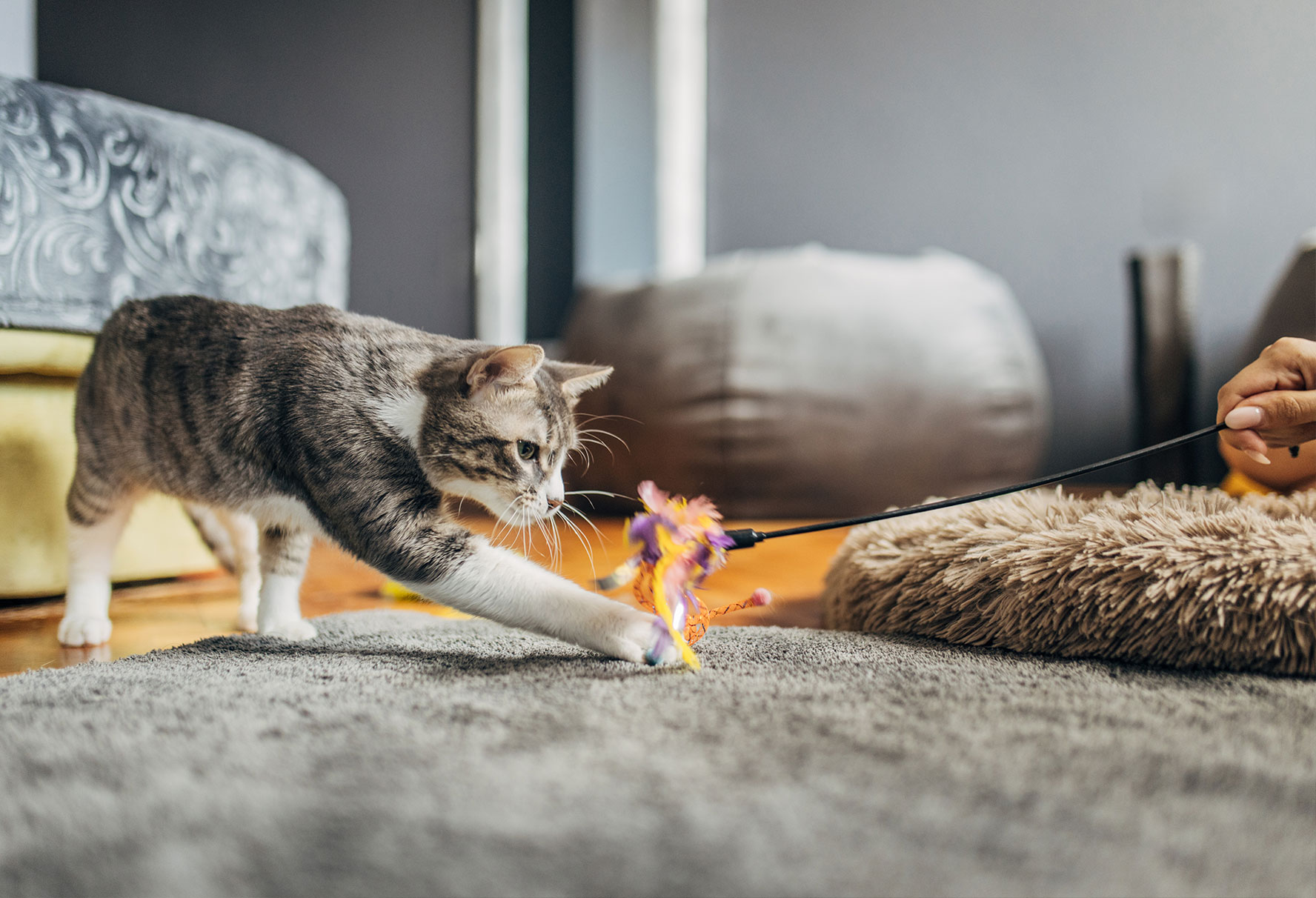 Premium cat Care - Pet Royal Boutique
