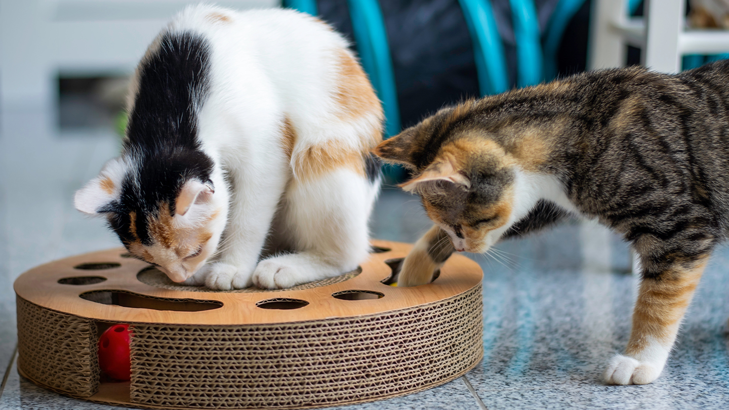 Premium cat Care - Pet Royal Boutique