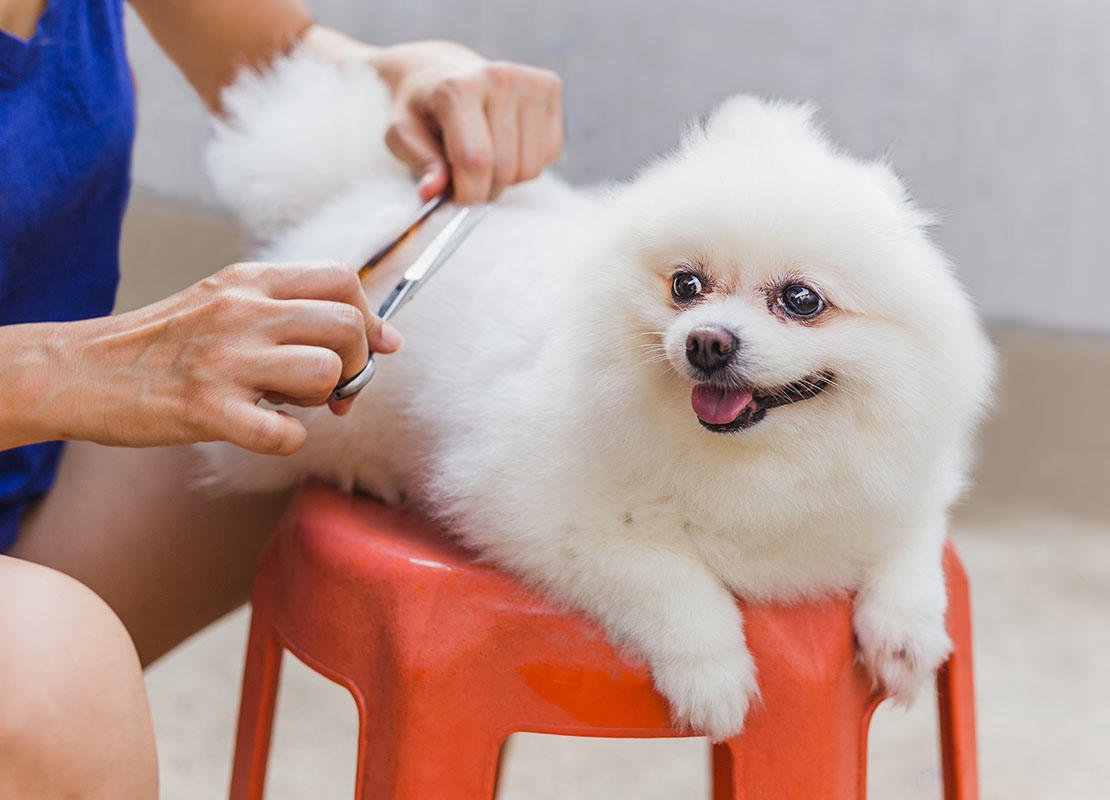 Premium dog Care - Pet Royal Boutique