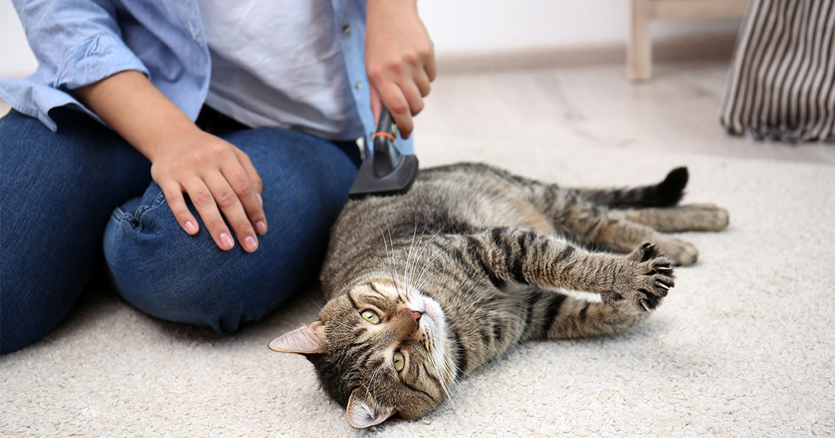 Premium cat Care - Pet Royal Boutique