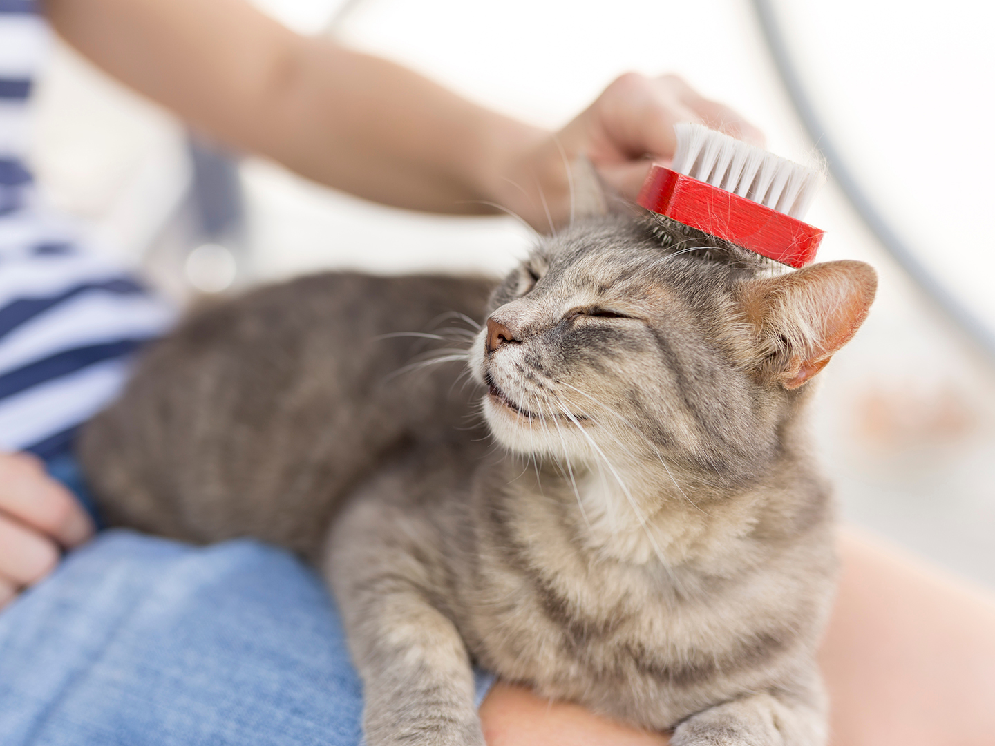 Premium cat Care - Pet Royal Boutique