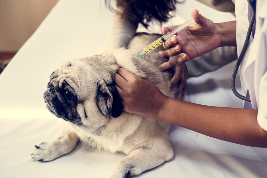 Premium dog Care - Pet Royal Boutique