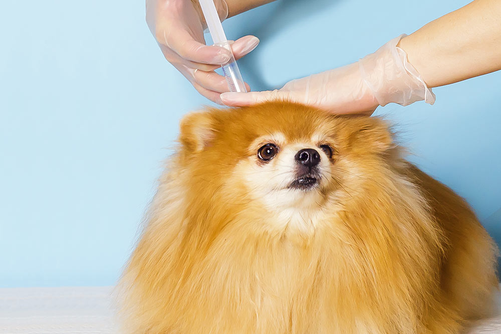 Premium dog Care - Pet Royal Boutique