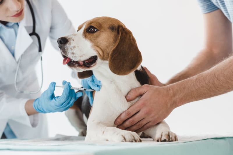 Premium dog Care - Pet Royal Boutique