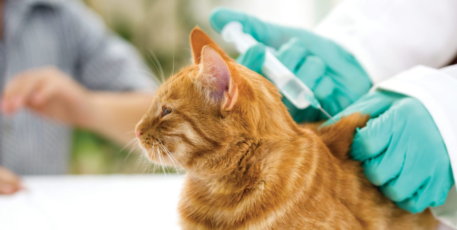 Premium cat Care - Pet Royal Boutique