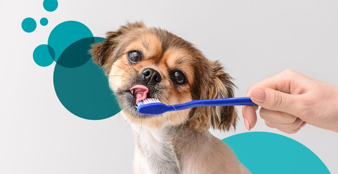 Premium dog Care - Pet Royal Boutique