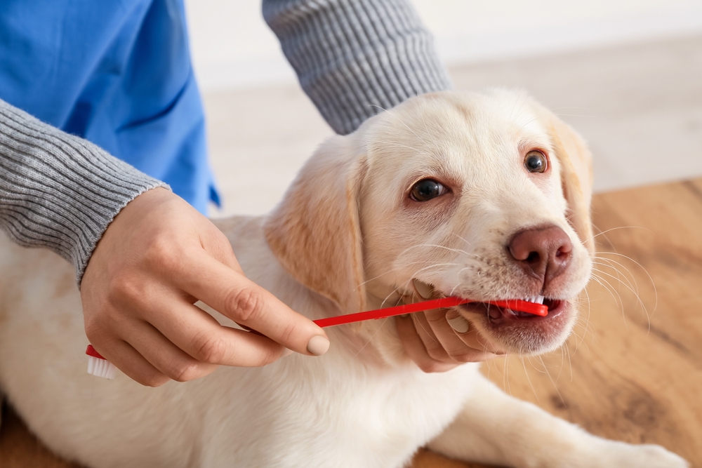 Premium dog Care - Pet Royal Boutique
