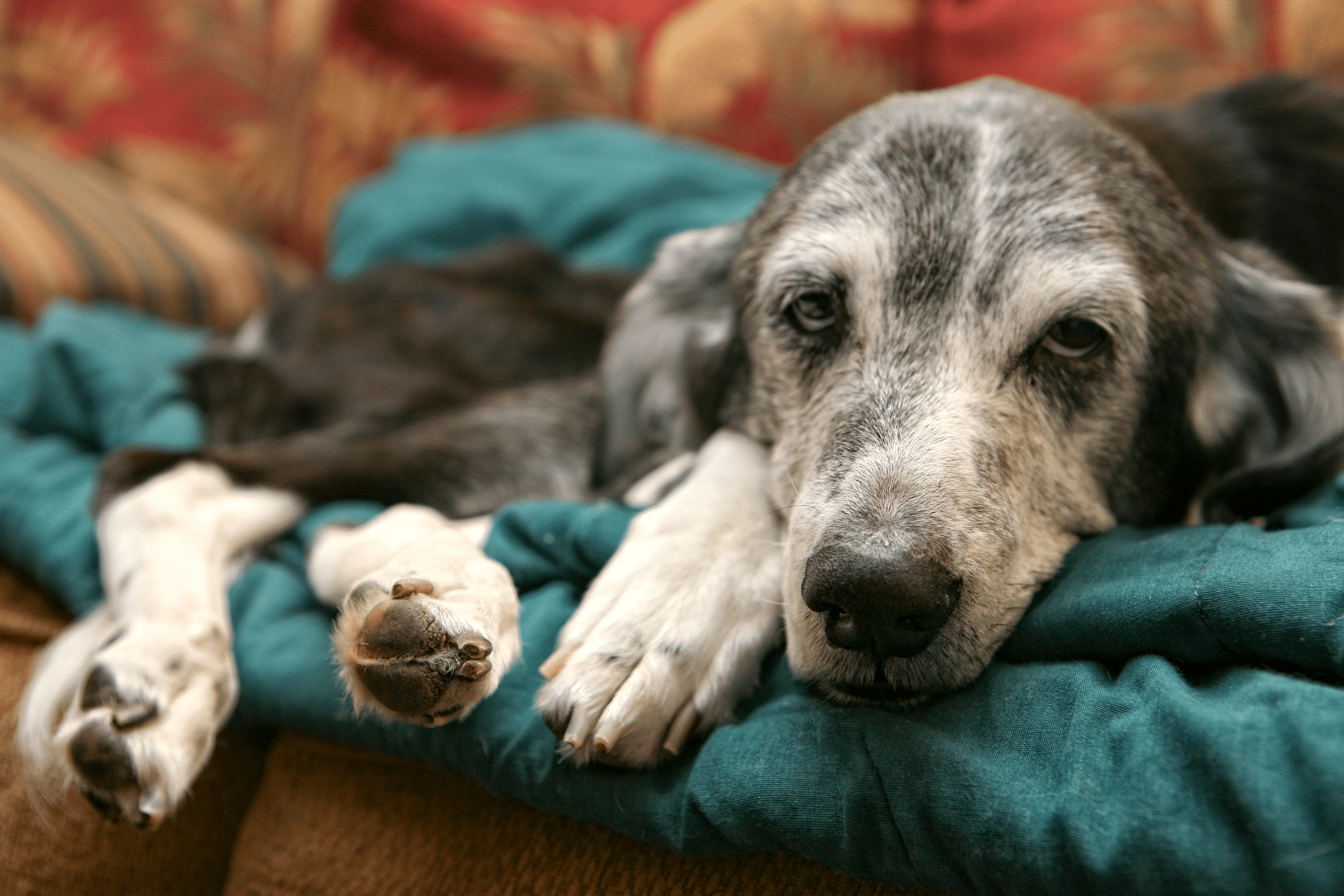 Premium dog Care - Pet Royal Boutique