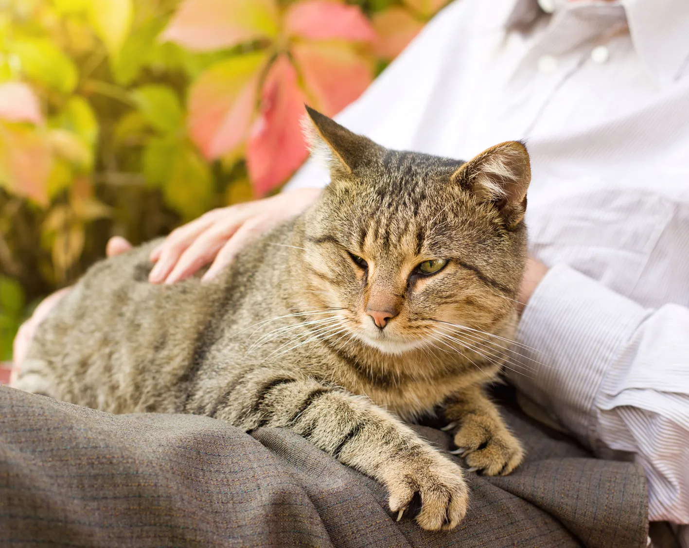 Premium cat Care - Pet Royal Boutique