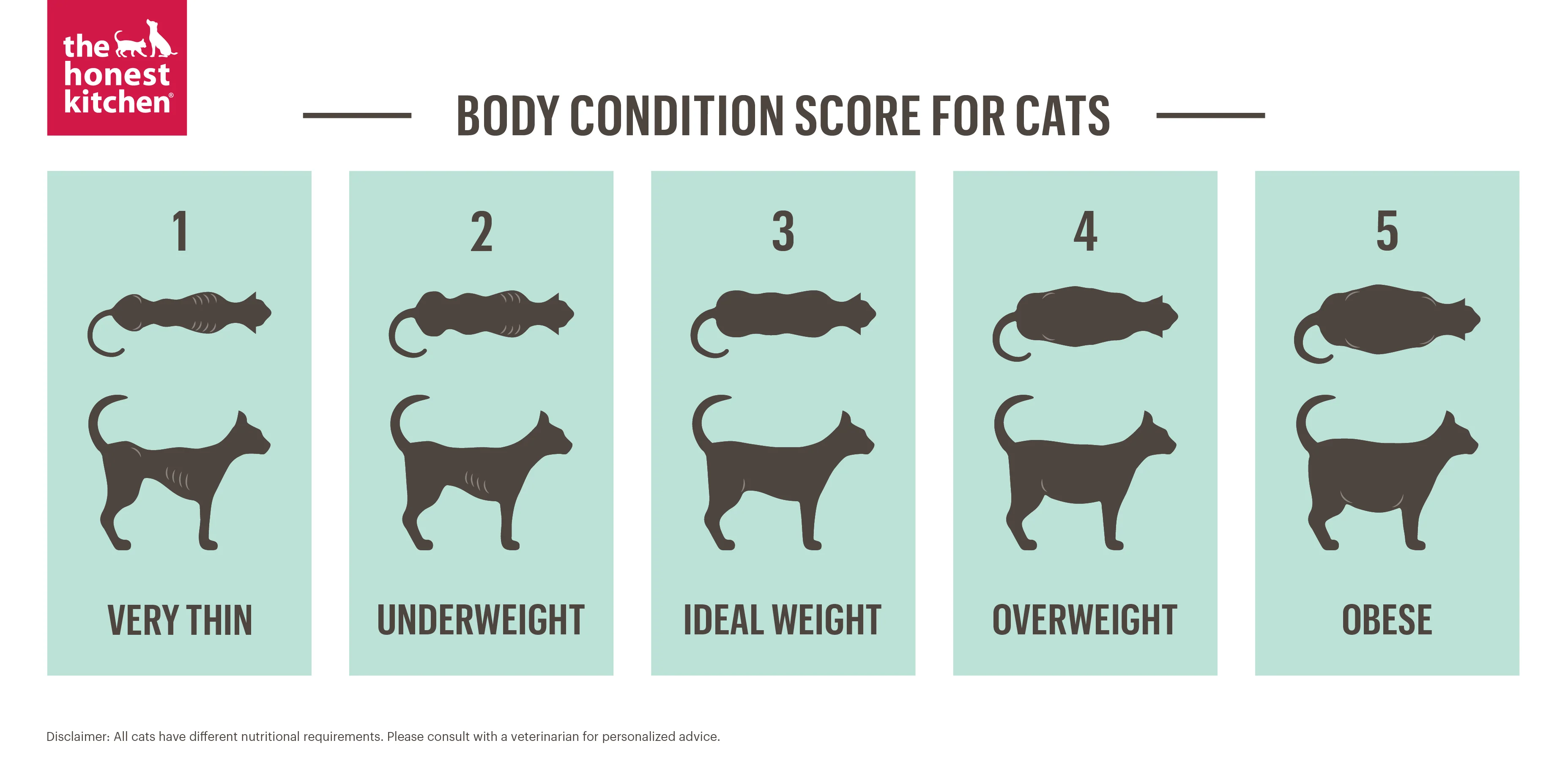 Premium cat Care - Pet Royal Boutique