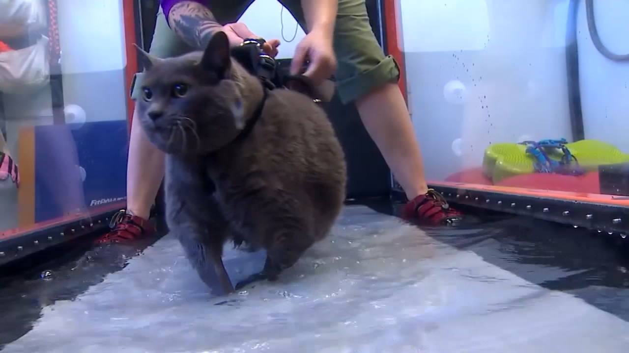 Premium cat Care - Pet Royal Boutique