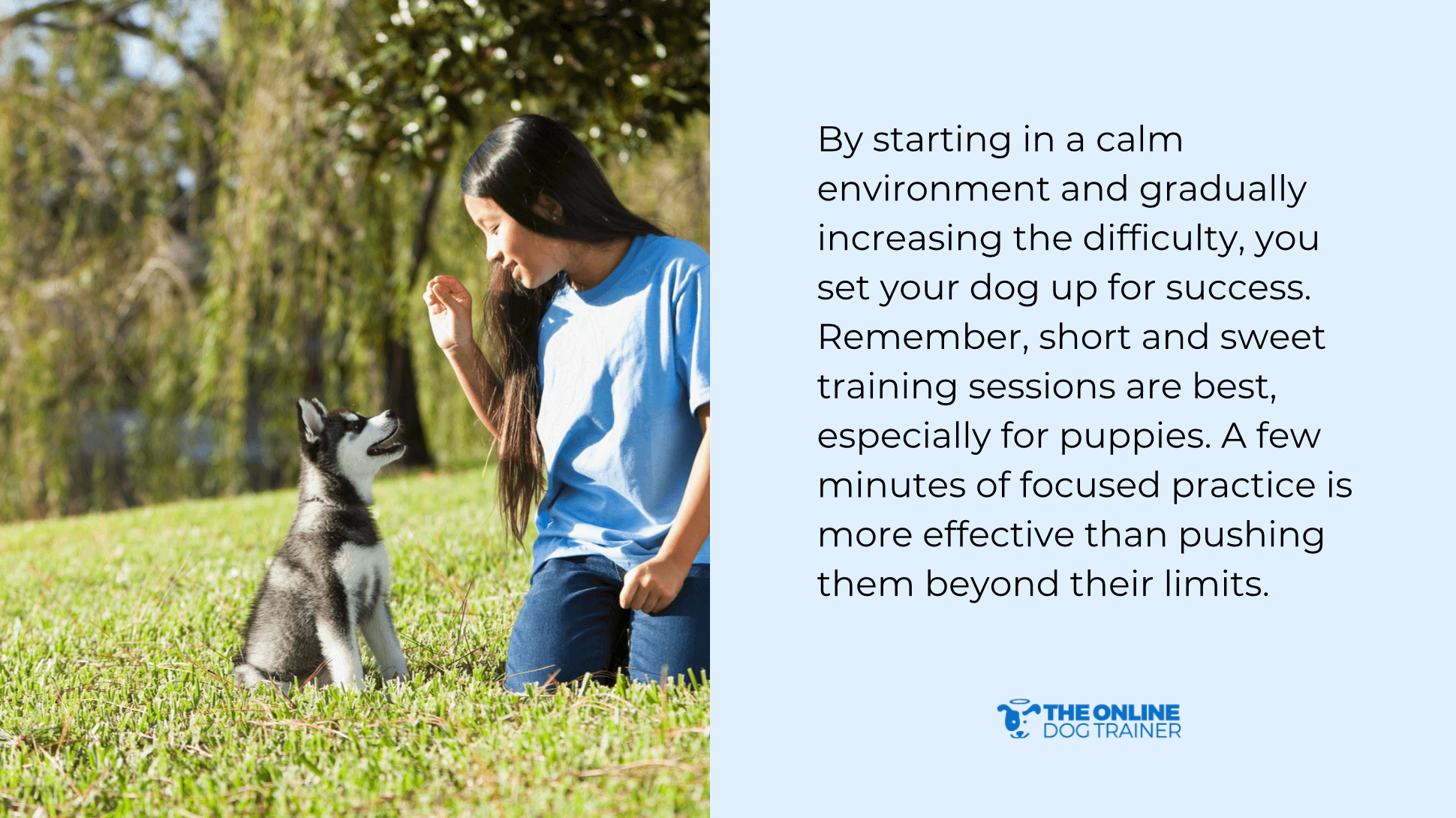 Premium dog Care - Pet Royal Boutique
