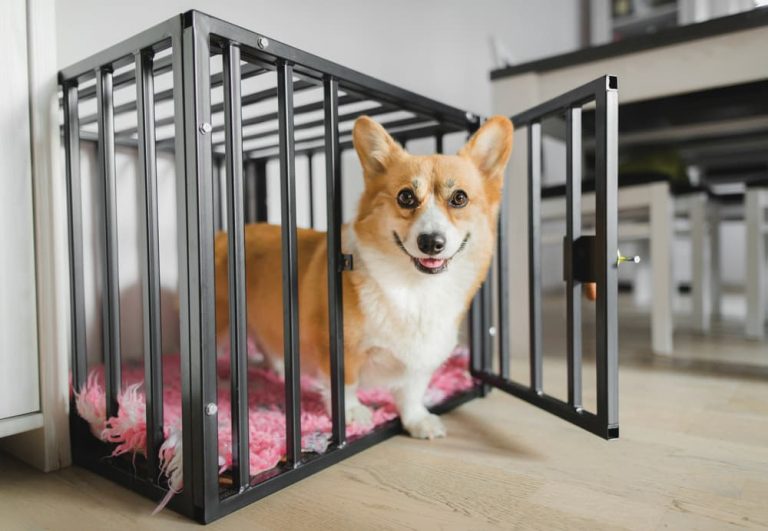 Premium dog Care - Pet Royal Boutique