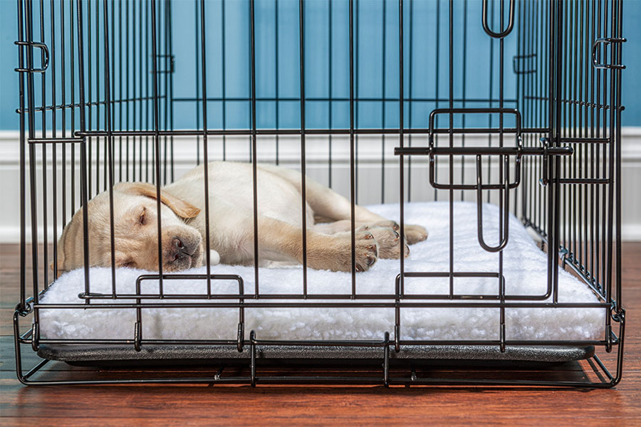 Premium dog Care - Pet Royal Boutique