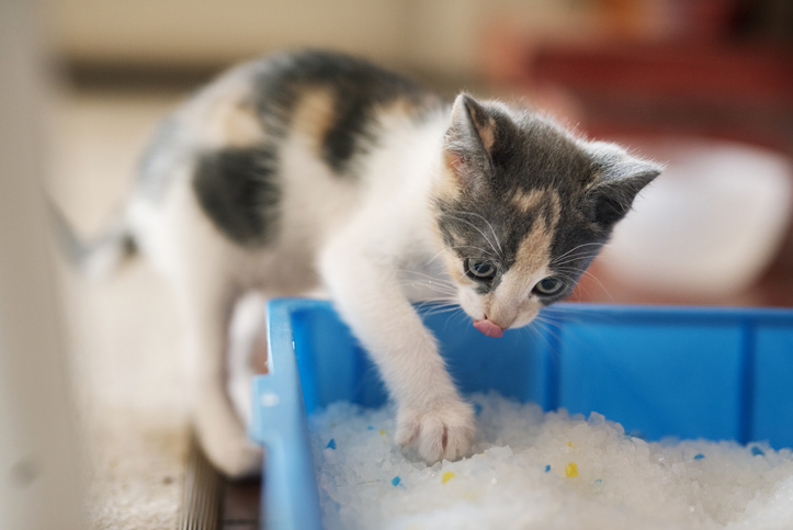 Premium cat Care - Pet Royal Boutique