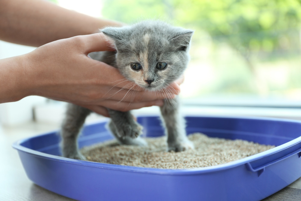 Premium cat Care - Pet Royal Boutique
