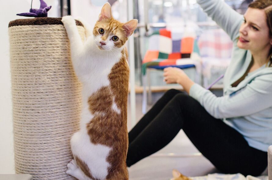 Premium cat Care - Pet Royal Boutique