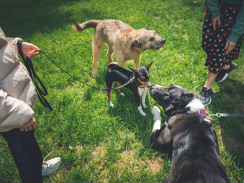 Premium dog Care - Pet Royal Boutique