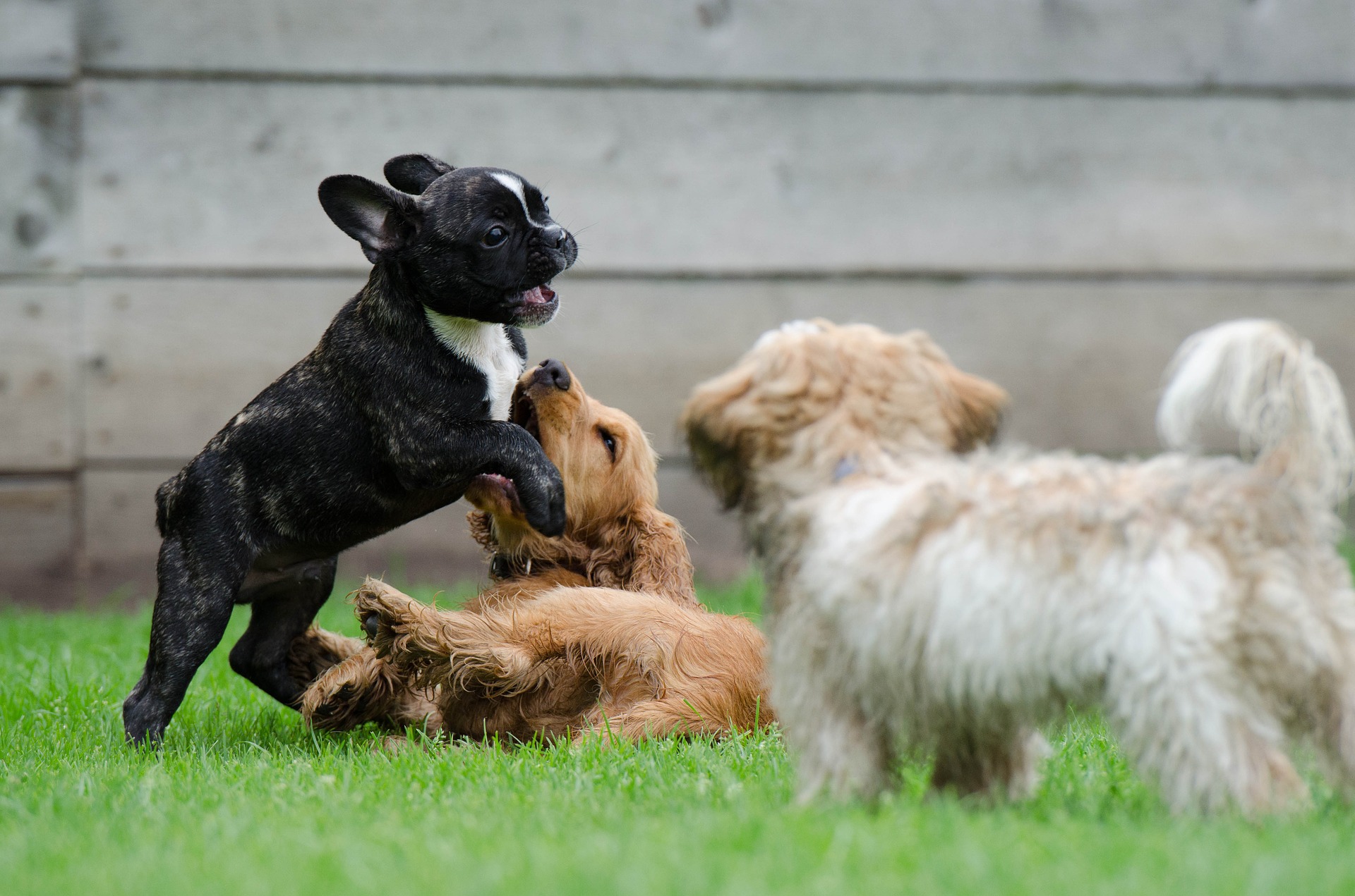 Premium dog Care - Pet Royal Boutique