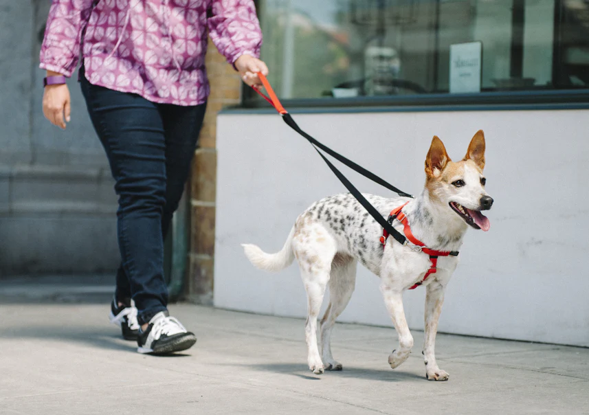 Premium dog Care - Pet Royal Boutique