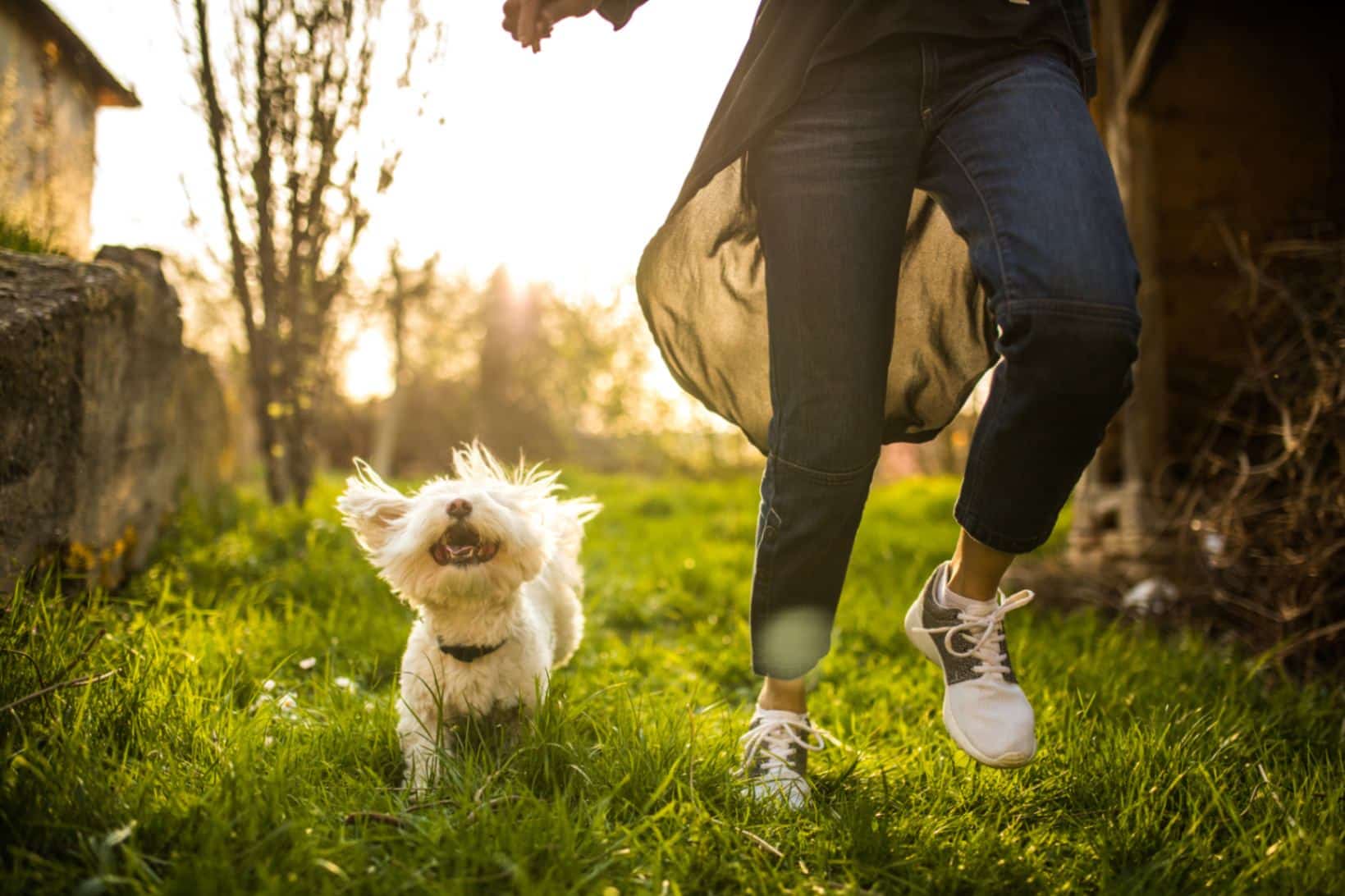 Premium dog Care - Pet Royal Boutique