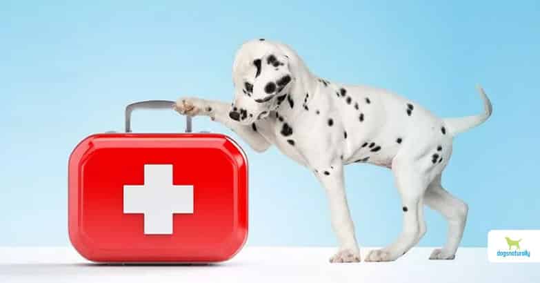 Premium dog Care - Pet Royal Boutique
