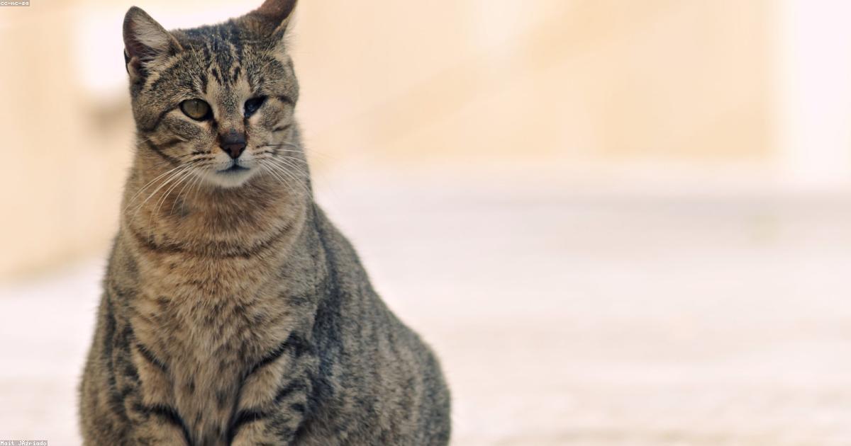 Premium cat Care - Pet Royal Boutique