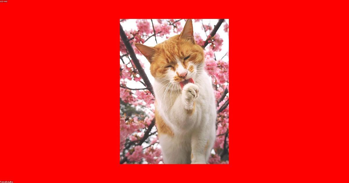 Premium cat Care - Pet Royal Boutique